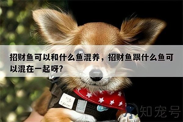 銀龍魚可以和招財魚混養(yǎng)嗎