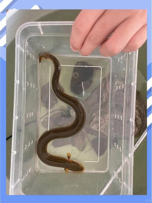 恐龍魚的特點有哪些圖片