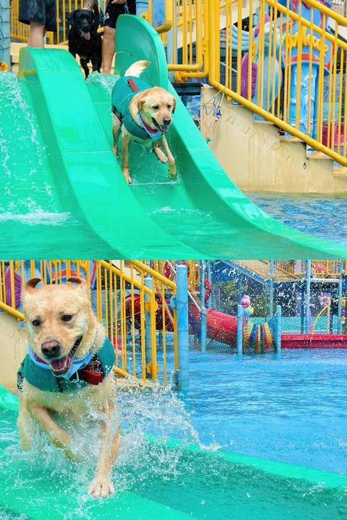 恐龍魚的特點有哪些圖片