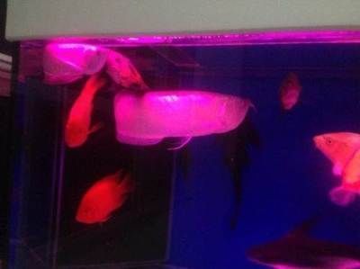 半米長的金龍魚多少錢：辦公室養什么魚好