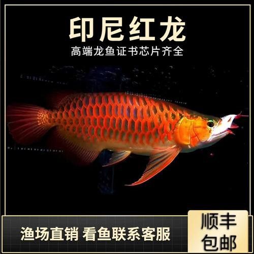 給我一些金龍魚古典過背的圖片