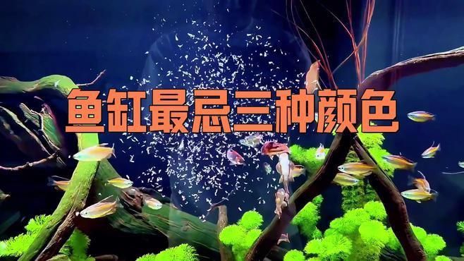 馬印水族魚缸最忌三個顏色 馬印水族魚缸最忌三個顏色 龍魚百科 第3張