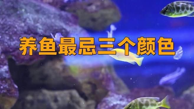 馬印水族魚缸最忌三個顏色 馬印水族魚缸最忌三個顏色 龍魚百科 第4張