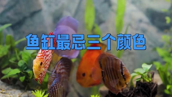 馬印水族魚缸最忌三個顏色 馬印水族魚缸最忌三個顏色 龍魚百科 第2張