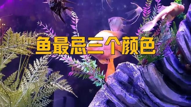 馬印水族魚缸最忌三個顏色 馬印水族魚缸最忌三個顏色 龍魚百科 第6張