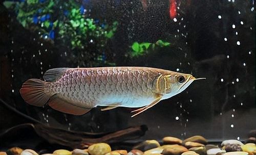 龍魚生病期間換水會影響治療嗎？