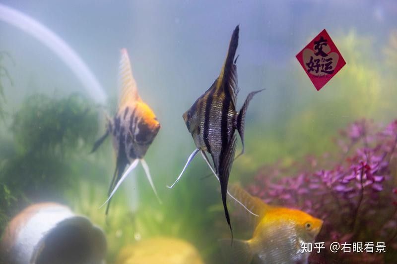 龍魚生病期間換水會影響治療嗎？