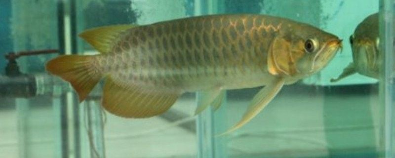 龍魚經常空咬
