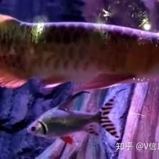如何從印尼進口龍魚到中國：從印尼進口龍魚到中國需要經過一系列的步驟和手續