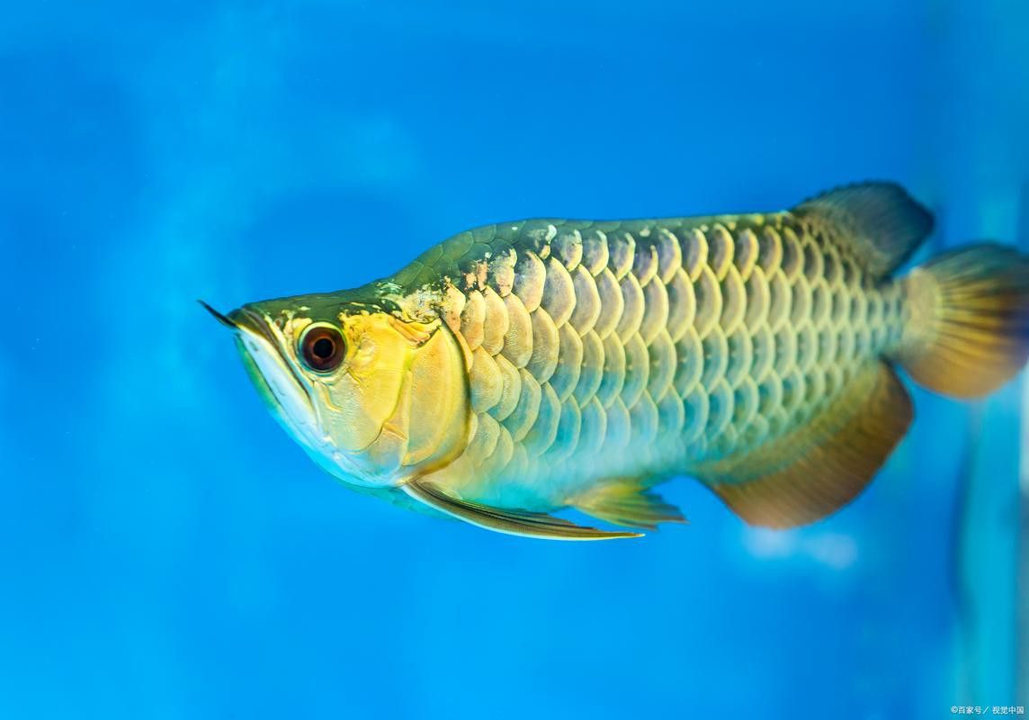 金龍魚紅寶石圖片