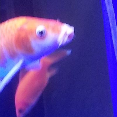 龍魚上唇撞裂：龍魚上唇受損后的生理響應和修復機制