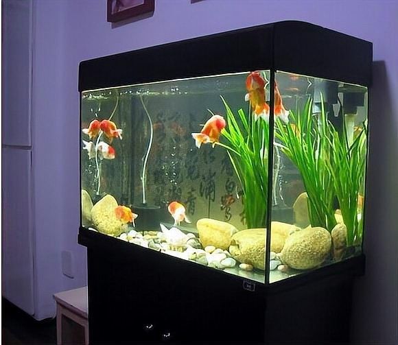 龍魚需要一直打氧嗎