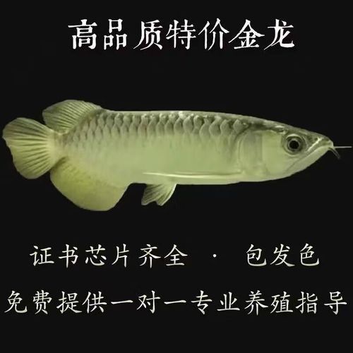 紅金龍魚(yú)價(jià)格258萬(wàn)圖片及價(jià)格表