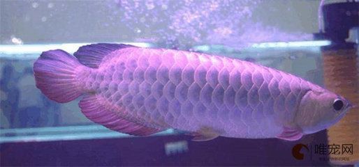 家里養銀龍魚的寓意和風水講究（養銀龍魚的風水有什么講究）