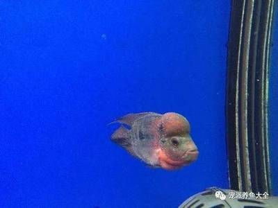 龍魚全身長白點是什么病?。喝绾慰焖僭\斷龍魚白點病
