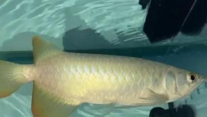 過背金龍魚可以吃嗎，過背金龍魚可以作為食物來源嗎？