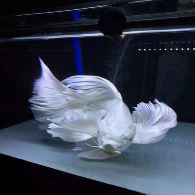 蝴蝶鯉魚和龍魚混養嗎：蝴蝶鯉可以和龍魚混養嗎
