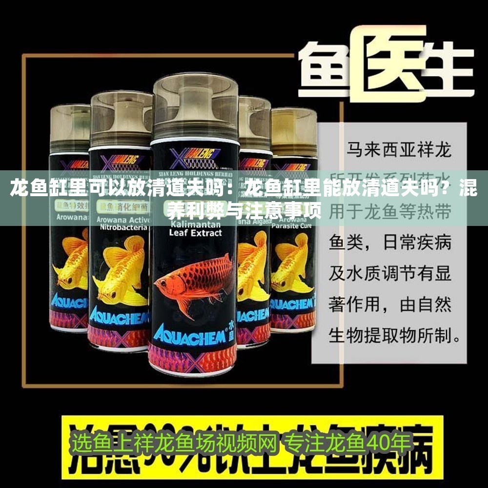 龍魚缸里可以放清道夫嗎：龍魚缸里能放清道夫嗎？混養(yǎng)利弊與注意事項(xiàng) 龍魚缸里可以放清道夫嗎：龍魚缸里能放清道夫嗎？混養(yǎng)利弊與注意事項(xiàng) 龍魚百科 第1張