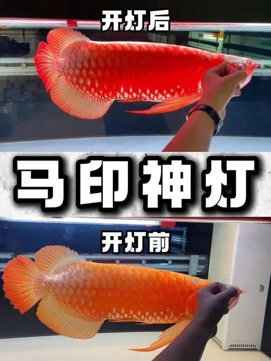 馬印水族增艷燈使用步驟與注意事項