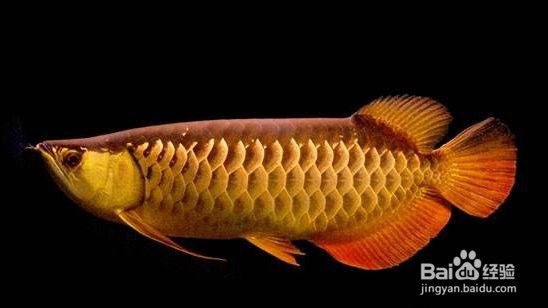 如何判斷金龍魚是否適合繁殖？