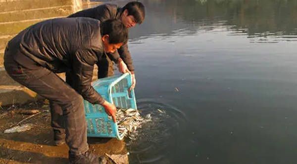 魚苗疾病預防的最佳時機：養殖魚苗疾病預防的最佳時機