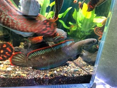 奶茶雷龍魚可以幾條一起養嗎：奶茶雷龍魚可以多條一起養嗎