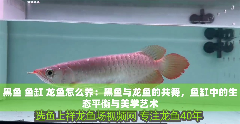 黑魚 魚缸 龍魚怎么養：黑魚與龍魚的共舞，魚缸中的生態平衡與美學藝術
