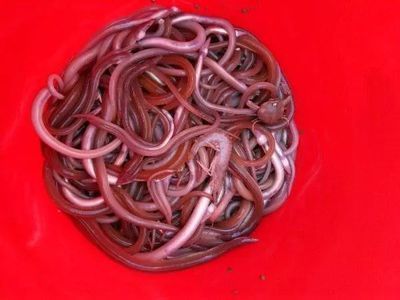 龍魚可以吃海鮮嗎有毒嗎：龍魚可以吃海鮮嗎
