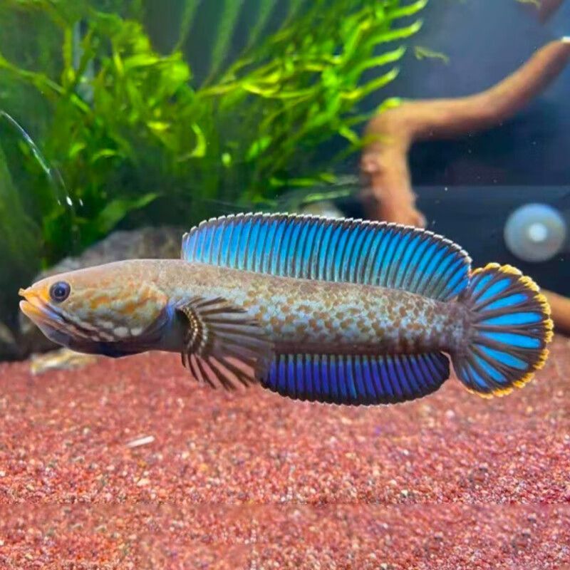 龍魚和雷龍魚哪個好養活一些：龍魚和雷龍魚哪個好養活