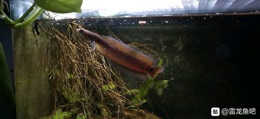龍魚和雷龍魚哪個好養活一些：龍魚和雷龍魚哪個好養活