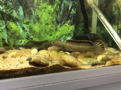 龍魚和雷龍魚哪個好養活一些：龍魚和雷龍魚哪個好養活