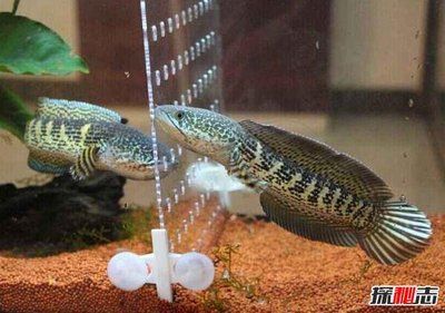 雷龍魚能活幾年啊（關(guān)于雷龍魚壽命的一些詳細(xì)信息）