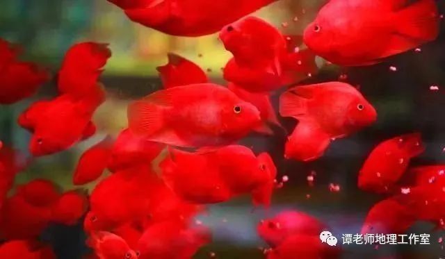龍魚養幾條風水最好吉利（風水中，一六為水，四九為金）
