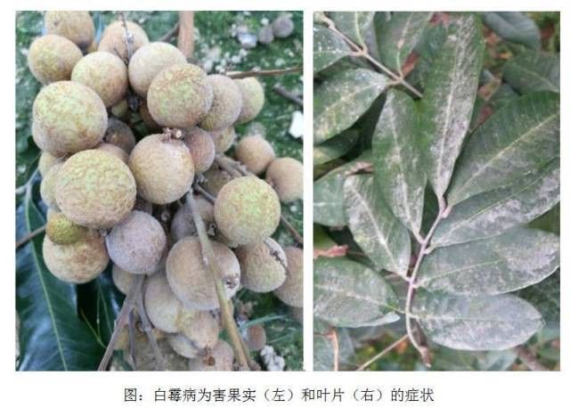 如何防治龍眼白霉病？