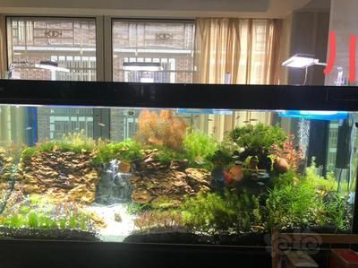 龍魚缸燈光怎么放比較好看：龍魚燈光怎么放比較好看