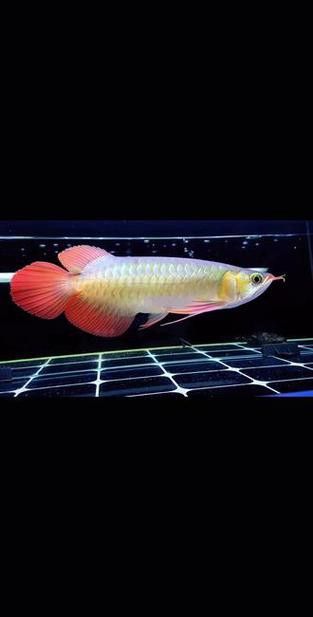 印度龍魚圖片大全大圖視頻