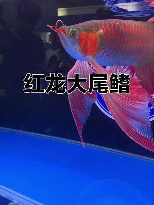 印度龍魚圖片大全大圖視頻