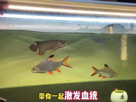 印度龍魚圖片大全大圖視頻