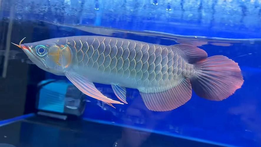 印度龍魚圖片大全大圖視頻