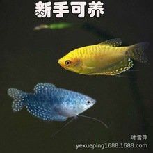網上哪家賣龍魚好