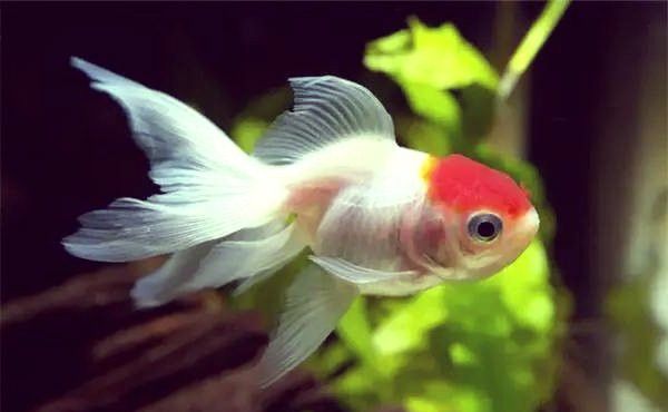 小火龍魚能和金魚一起養嗎