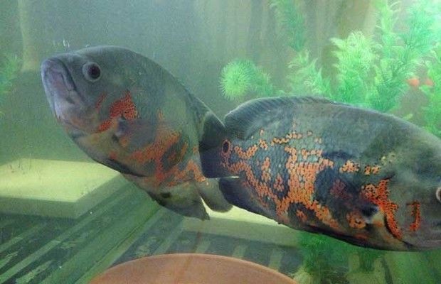 地圖魚如何識別同類，地圖魚如何識別同類，地圖魚的外形特征是識別同類的重要依據