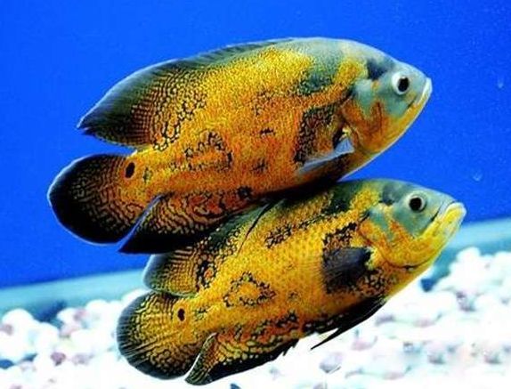 地圖魚如何識別同類，地圖魚如何識別同類，地圖魚的外形特征是識別同類的重要依據