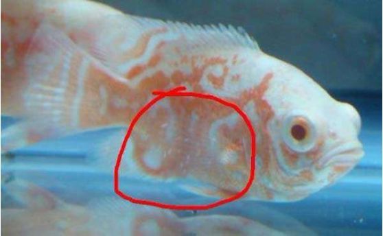 地圖魚如何識別同類，地圖魚如何識別同類，地圖魚的外形特征是識別同類的重要依據