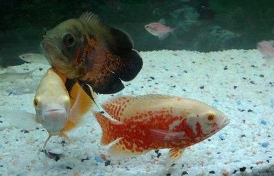 地圖魚如何識別同類，地圖魚如何識別同類，地圖魚的外形特征是識別同類的重要依據