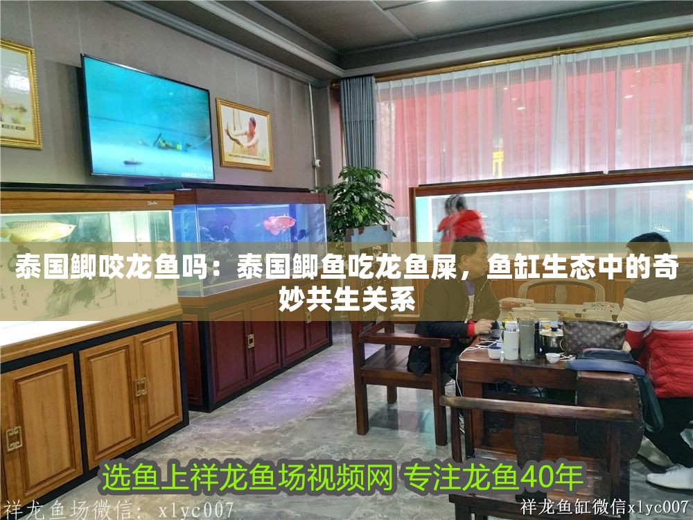 泰國鯽咬龍魚嗎：泰國鯽魚吃龍魚屎，魚缸生態(tài)中的奇妙共生關(guān)系