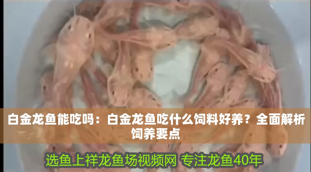 白金龍魚能吃嗎：白金龍魚吃什么飼料好養？全面解析飼養要點