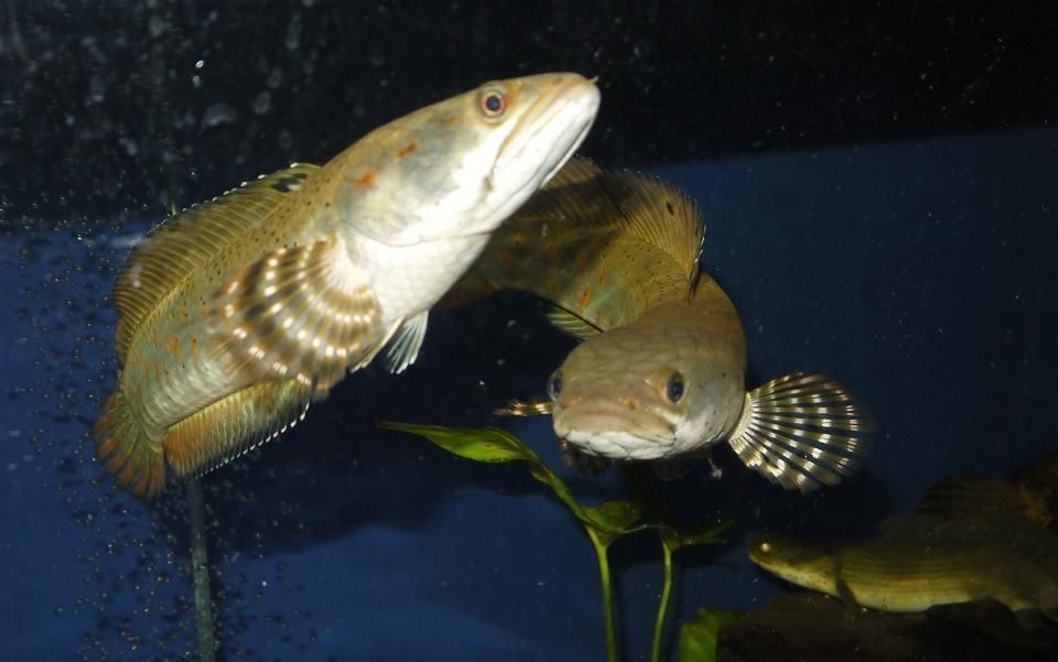 哪個雷龍魚好看一點（選擇哪個品種的雷龍魚好看）