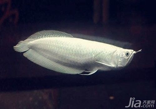 銀龍魚和白化龍魚的區別是什么