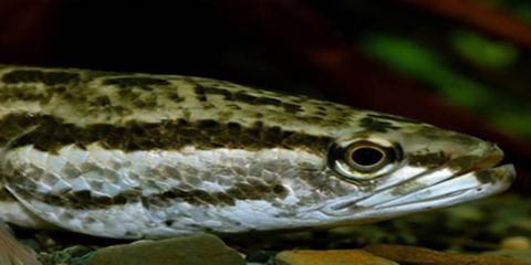 細線銀板魚苗魚皰病的自然療法：細線銀板魚苗魚皰病的自然療法和自然療法和自然療法
